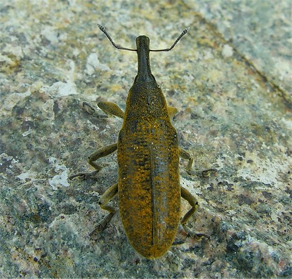 Lixus pulverulentus del Nuorese